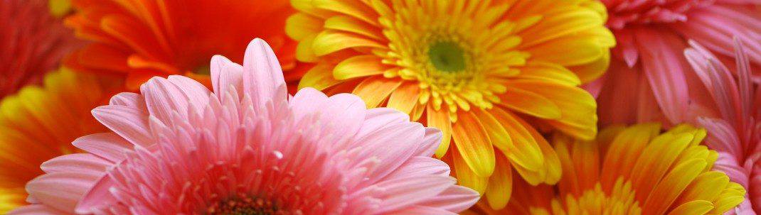 The Big Bouquet - Gerbera & Alpaca Farm, Healsville, Victoria