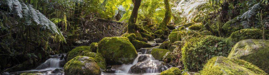 Mt Donna Buang - Snow, Walks, Map & Accommodation